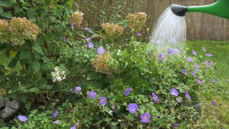 watering flowers in the backyard