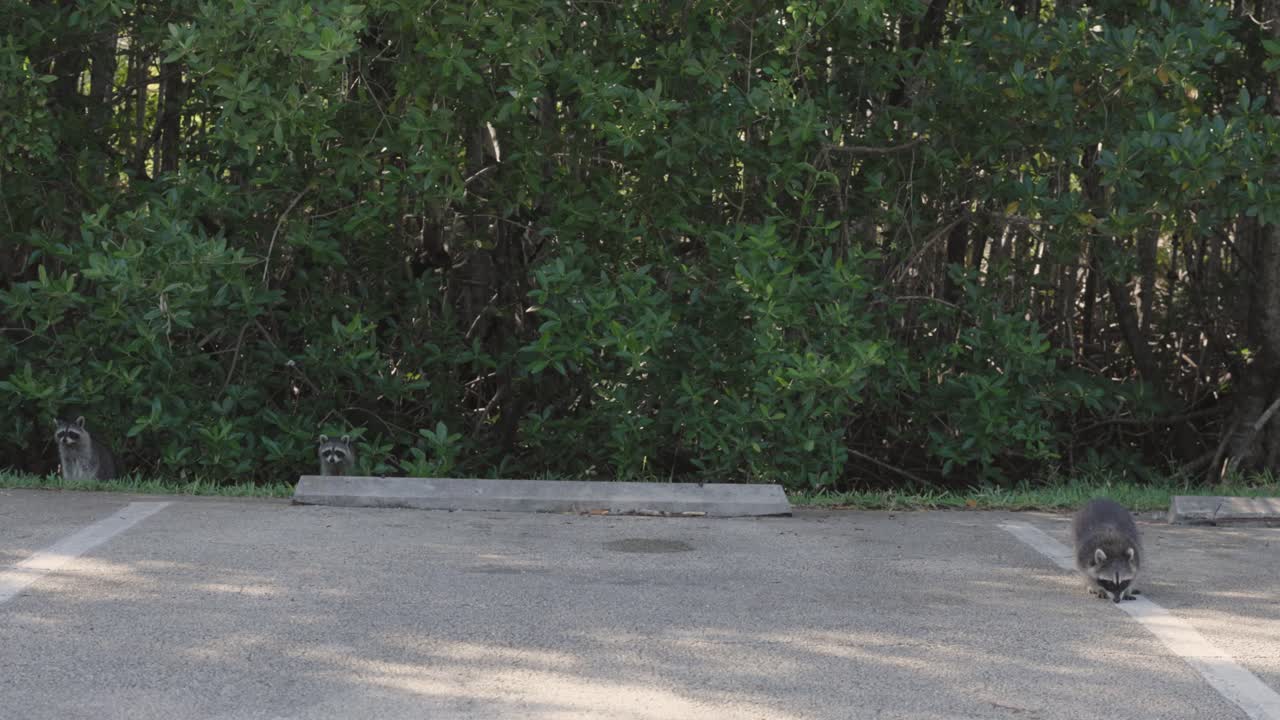 Rekaman rekaman gerak lambat rakun yang bergerak melalui tempat parkir dekat Black Point Park oleh Taman Nasional Biscayne di Florida. Satwa liar perkotaan beradaptasi dengan lingkungan manusia