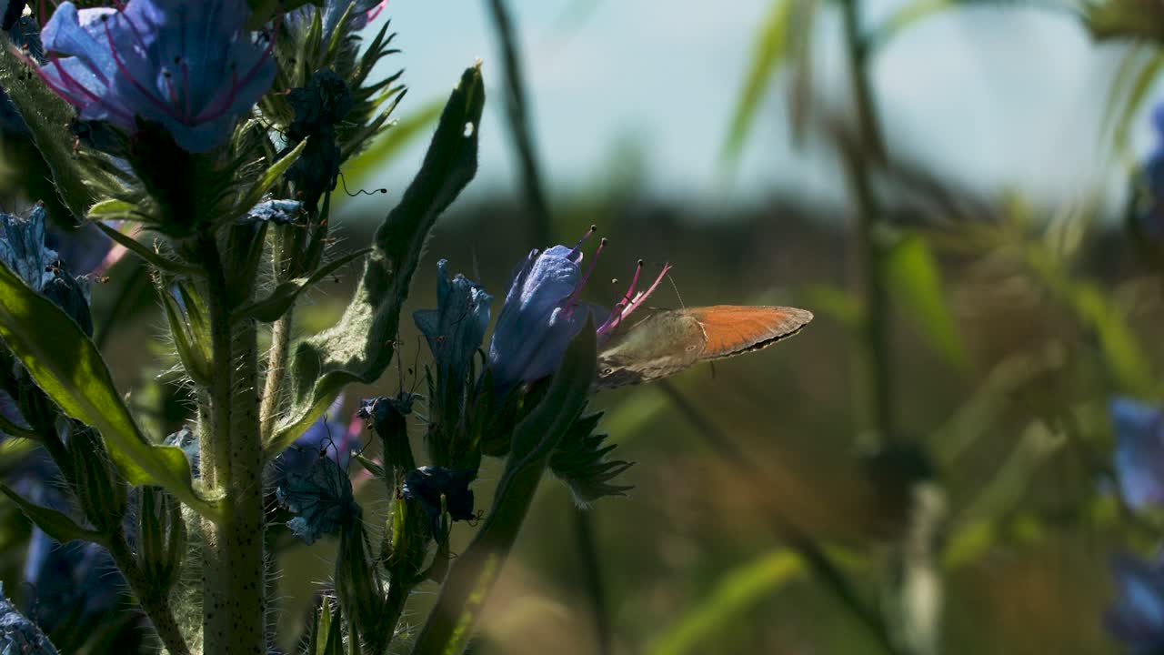 mariposa en las flores azules
