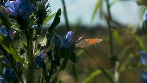 butterfly on blue flowers