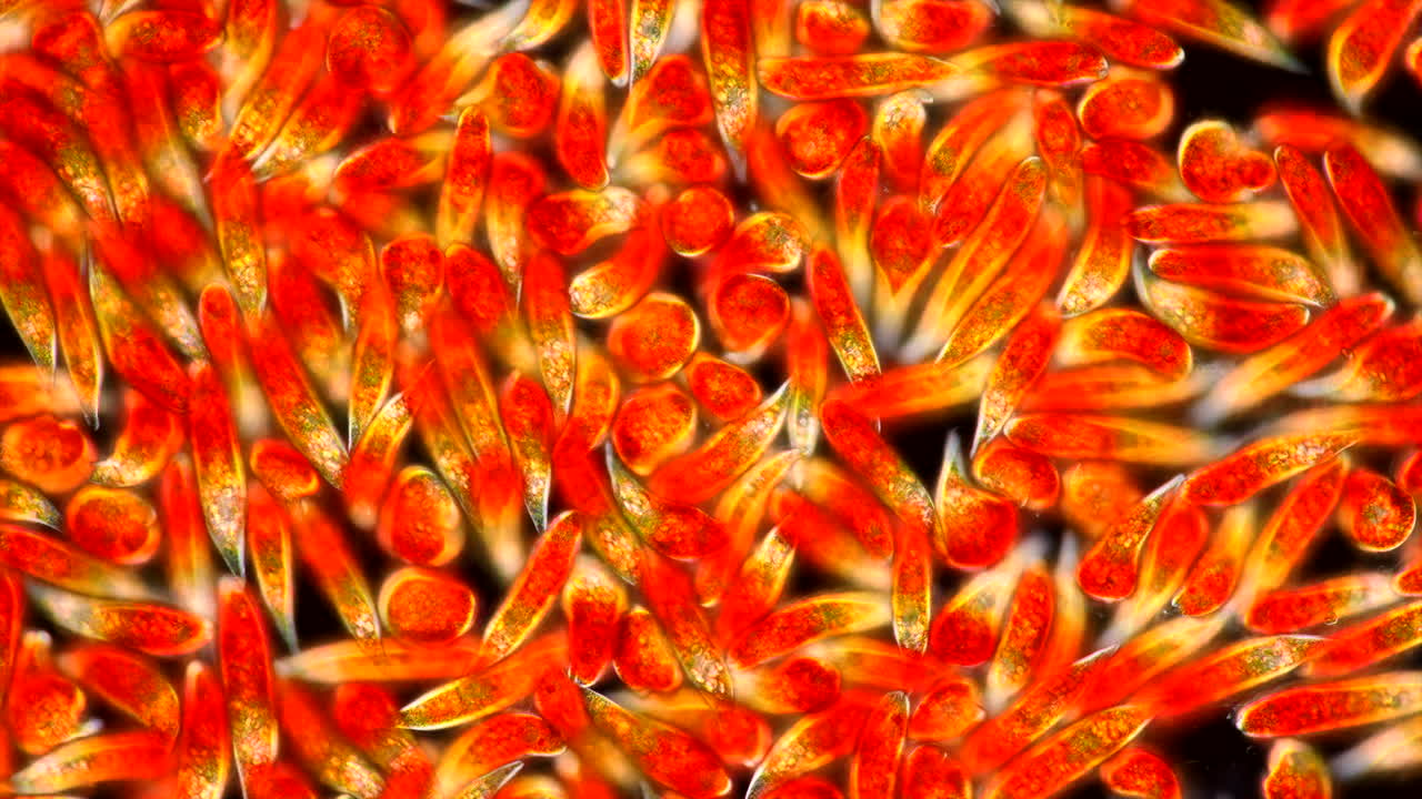 Microscopic view of red-orange microorganisms or algae