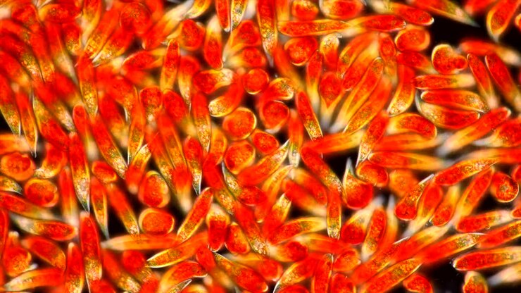 Microscopic view of red-orange microorganisms or algae