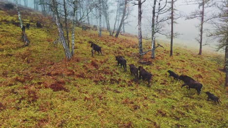 bison herd in a misty forest
