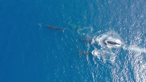 Una-Manada-De-Ballenas-Jorobadas-Jugando-Con-Delfines-En-La-Costa-De-Hawai