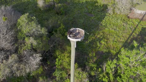 Aerial-view-of-osprey-in-manmade-nest-in-suburban-woodlands