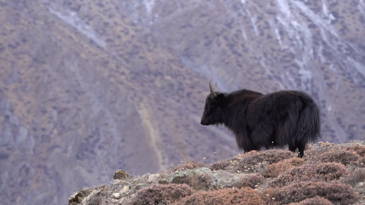 En yakokse, der står på en bakke med Himalaya-bjergene i baggrunden i Mustang-regionen i Nepal.