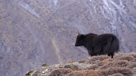 Ein-Yak,-Der-Auf-Einem-Hügel-Mit-Den-Himalaya-bergen-Im-Hintergrund-In-Der-Mustang-region-Von-Nepal-Steht