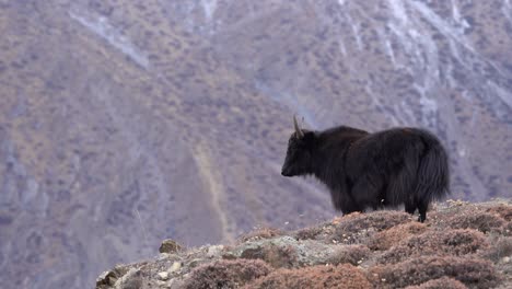 un yak parado en una colina con las montañas del himalaya al fondo en la región mustang de nepal
