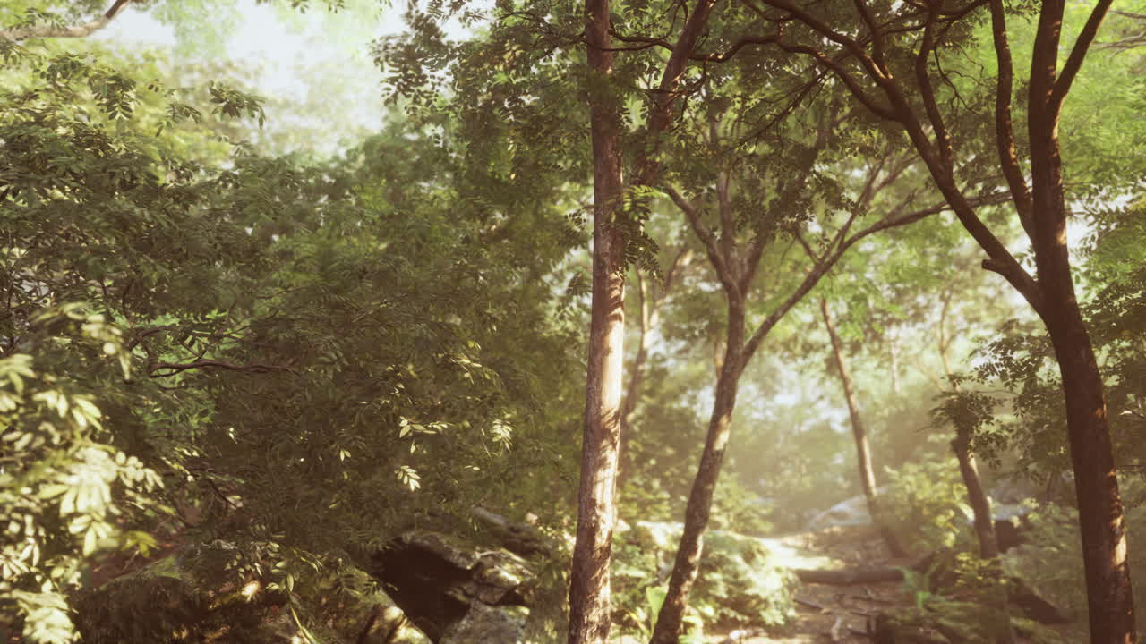 bosque místico colorido con rayos de sol y destellos de lentes por la mañana