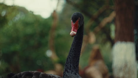 close-up of a black swan