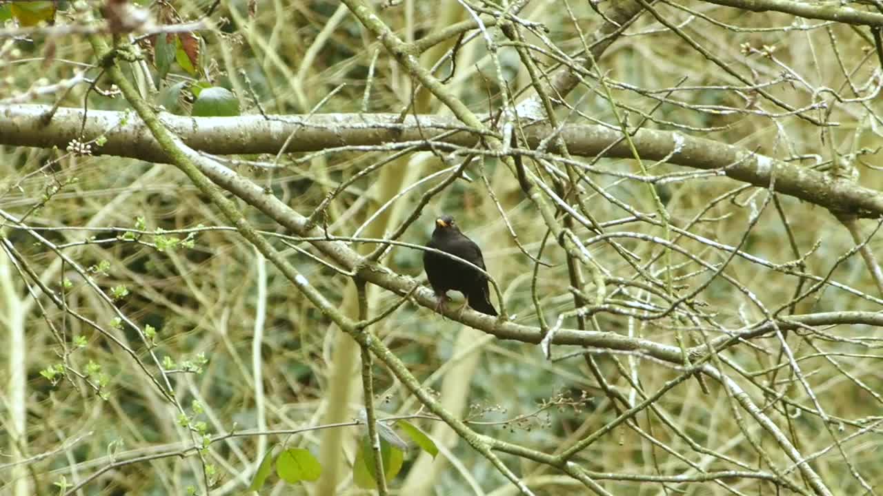 A blackbird in a tree in the distance. steady shot