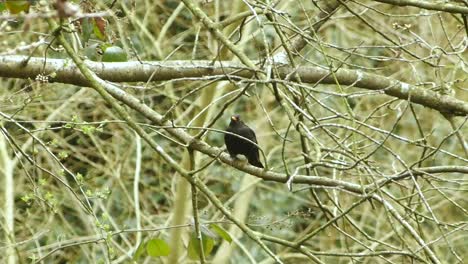 a blackbird in a tree in the distance. steady shot