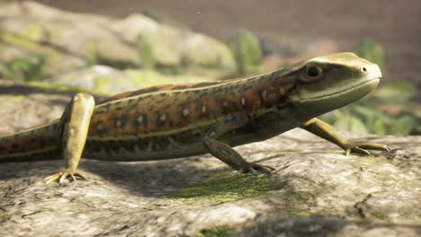 a viviparous lizard stands on a rocky shore on a sunny morning. a lizard standing on a stone in a typical habitat. looping animations are for animals, nature, or education.