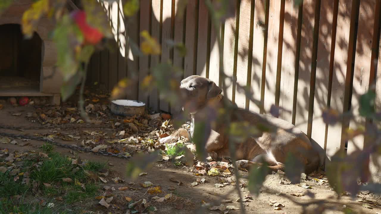 사슬에 인 개, 부스 에 있는 개, 마당에 있는 개. 마을에 있는 사슬에 매달린 경비견. 사슬에 짧은 사슬을 붙인 귀여운 나라.