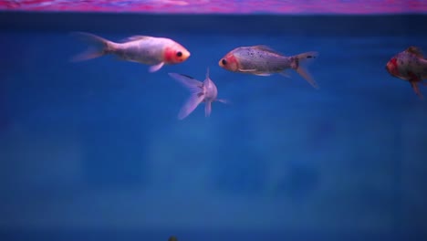 peces shubunkin nadando juntos en su tanque de acuario recién instalado con la superficie reflejando luces arriba