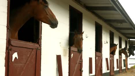 horses in stable in the countryside