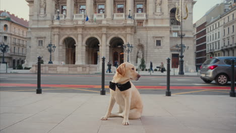 cute labrador retriever sits on the street while looking around