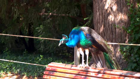 peacocks in a park with their chicks