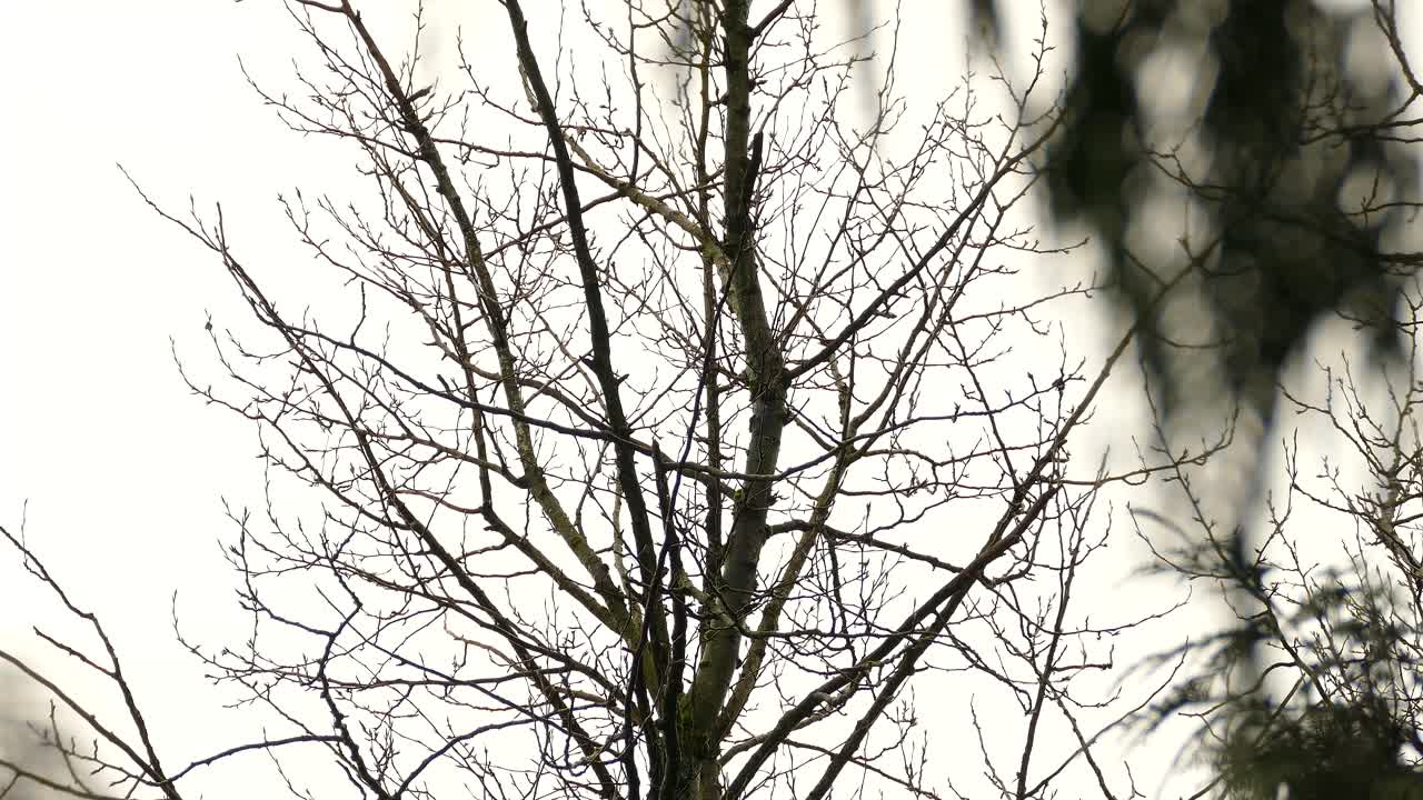 Golden or bald eagle perched on empty tree branch, takes off soaring into sky