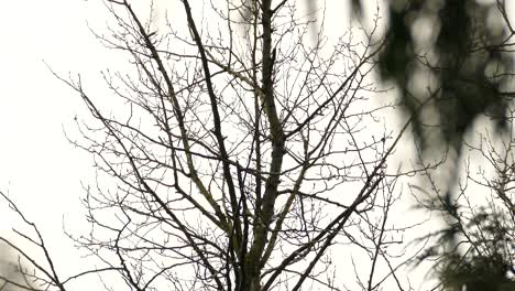 Golden-or-bald-eagle-perched-on-empty-tree-branch,-takes-off-soaring-into-sky