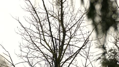 golden or bald eagle perched on empty tree branch, takes off soaring into sky