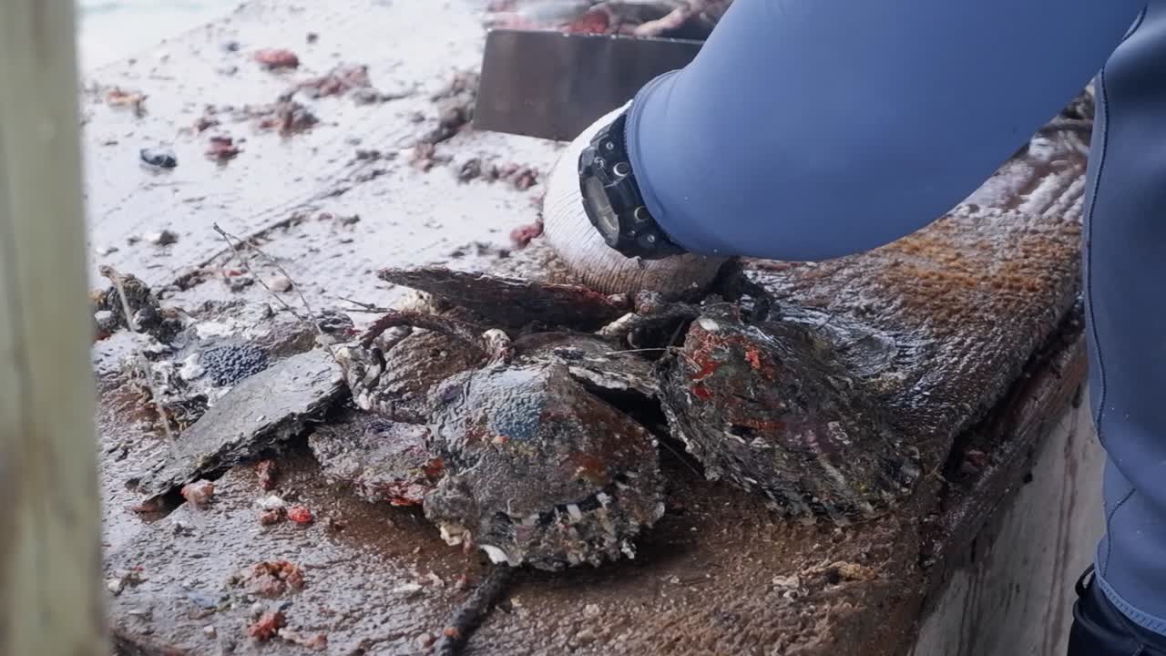 un trabajador limpia conchas en una granja de ostras en el pacífico sur.