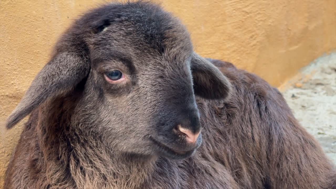 Adorabile agnello nero appena nato con bellissimi occhi azzurri che riposa e si sente assonnato. Ritratto di un simpatico animale da fattoria che si rilassa in una stalla