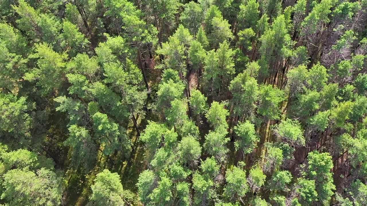 vista aérea de un bosque con un camino de tierra