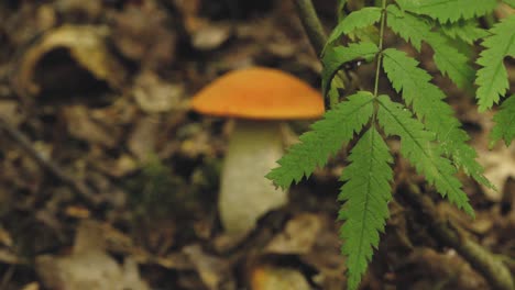 autumn mushrooms in the forest sunlight in the forest