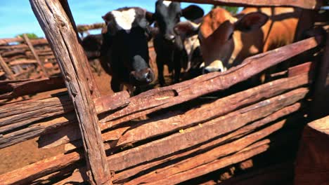 Vaca-Con-Manchas-Blancas-Y-Negras-Saca-La-Cabeza-Del-Rancho-Y-Mira-La-Cámara