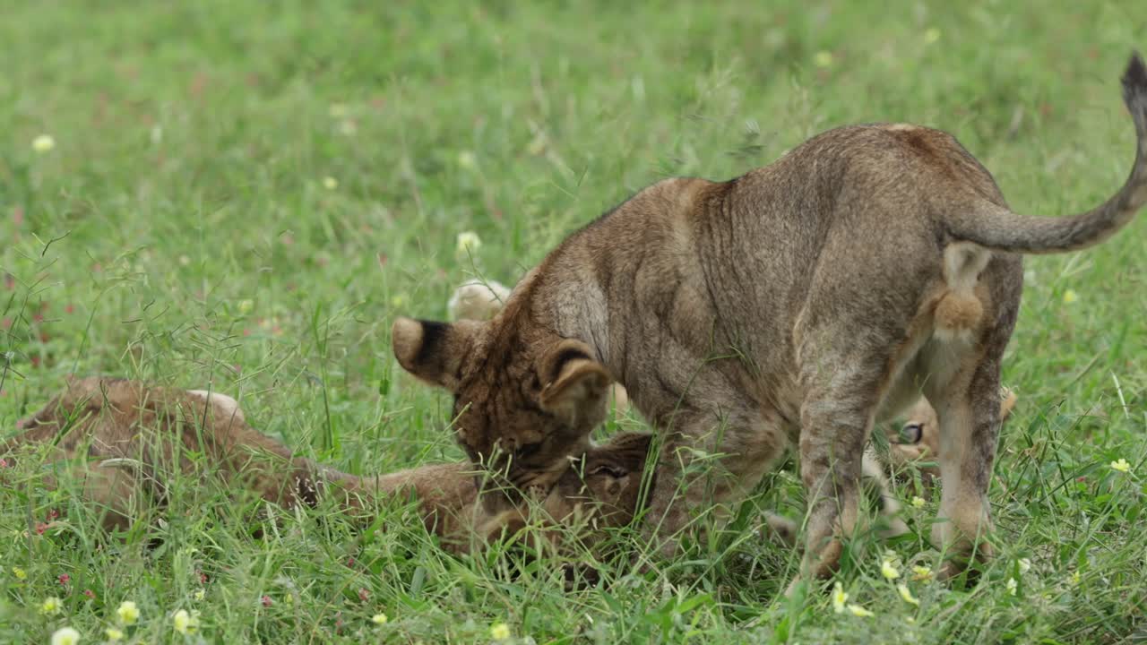 Three cute lion cubs biting grass and swatting at each other. Mashatu Game Reserve.