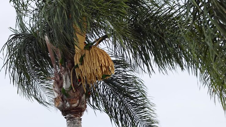 A palm tree moving gently against a cloudy sky