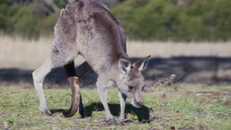 View-Of-Wallaby-In-Motion---wide-shot