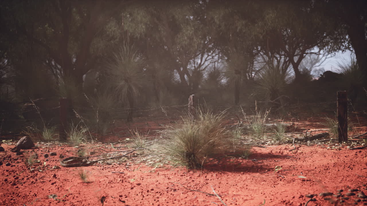 Terra vermelha, arbustos e árvores no outback australiano