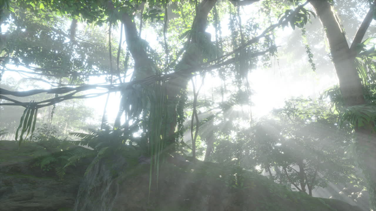 아침 안개 가 있는 울창 한 열대 우림