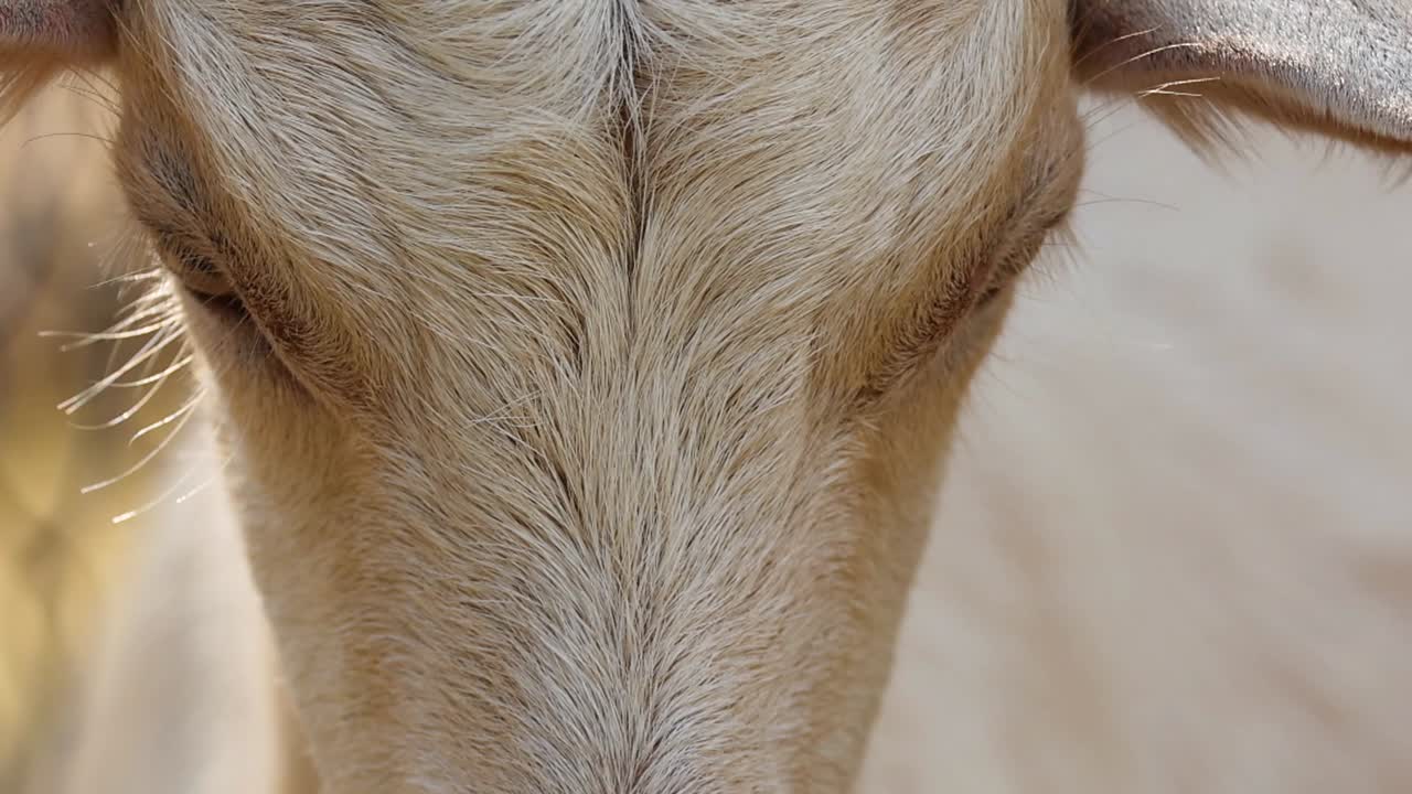 Detailed view of a goat's forehead and eyes with soft lighting and fur texture.