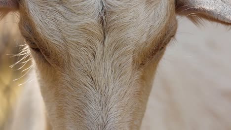 detailed view of a goat's forehead and eyes with soft lighting and fur texture.