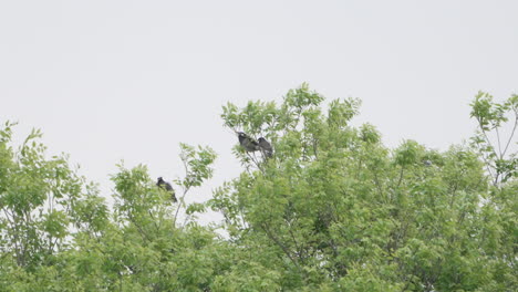 Pájaros-Estorninos-De-Mejillas-Blancas-Volando-Y-Posándose-En-El-árbol-En-Tokio,-Japón---Tiro-De-ángulo-Bajo