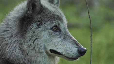 close up of a gray wolf's face as he stares off and then turns toward the camers