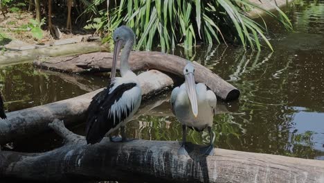 pelican preening feathers on log beside tropical pond