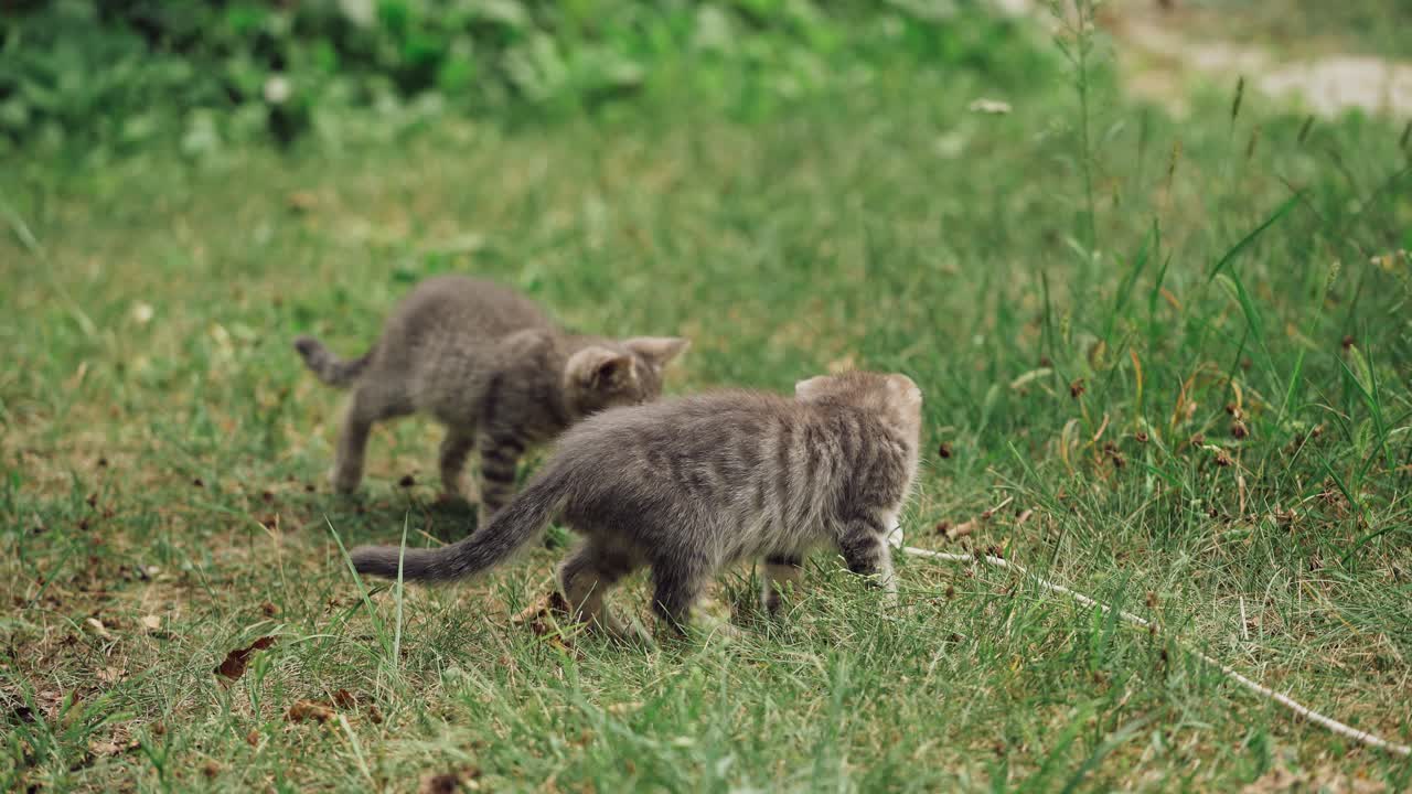 Gattini divertenti che giocano all'aperto. Due gatti felici che giocano in giardino.