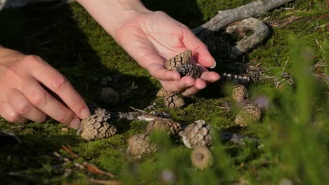 Woman-picking-up-pine-cones-from-forest-ground,-collecting-pinecones-autumn