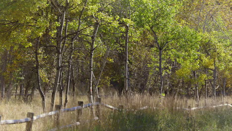 árboles de álamo temblón bozeman montana 4k