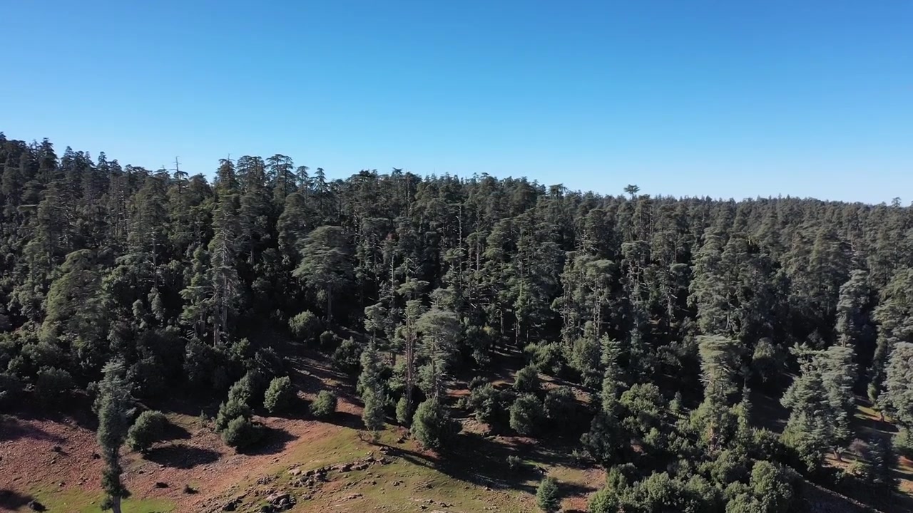 Ampio panorama aereo con drone di una foresta di cedri e un paesaggio montano nel Medio Atlante, Marocco, ideale per progetti di viaggio, natura e aree selvagge.
