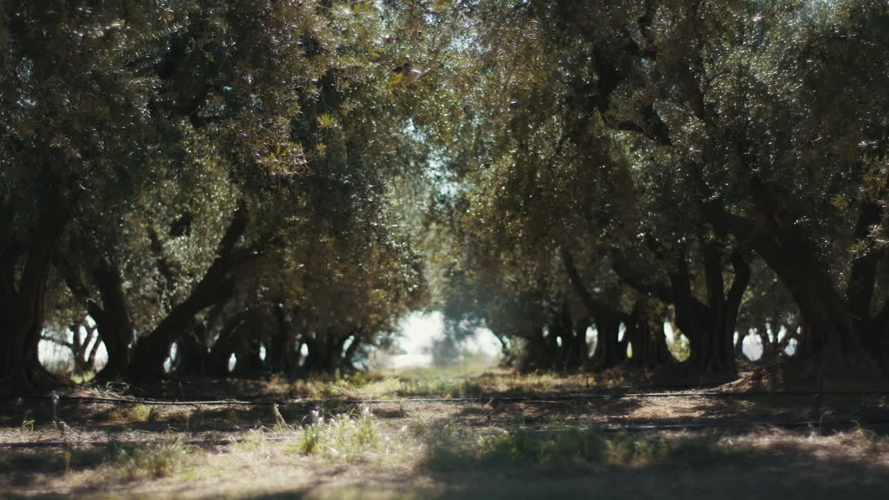 Olive Tree Grove
