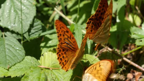 Mariposas-Argynnis-Paphia-Encaramadas-En-Hojas-Verdes-Abriendo-Y-Cerrando-Sus-Alas-En-Un-Día-Soleado