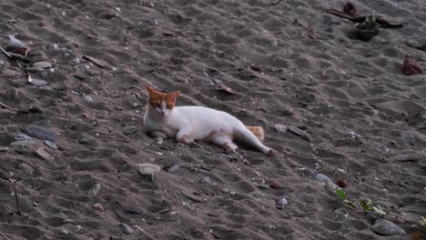 Cute-ginger-and-white-cat-laying,-relaxing-and-chilling-in-sand-on-the-beach