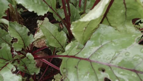 healthy leafy green beetroot crop plants growing in vegetable garden pan left