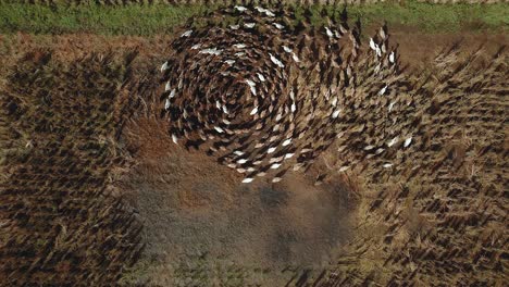 4k video from drone ducks running around each other in a rice field