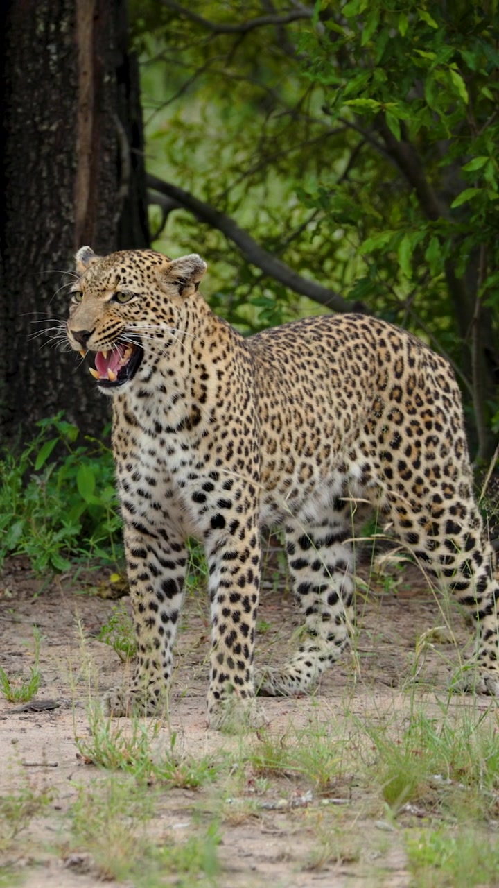 Güzel bir leopar, doğal yaşam alanında tetikte durarak çarpıcı benekli postunu ve güçlü varlığını sergiliyor. Doğa belgeselleri, yaban hayatı koruma ve seyahat içerikleri için idealdir.